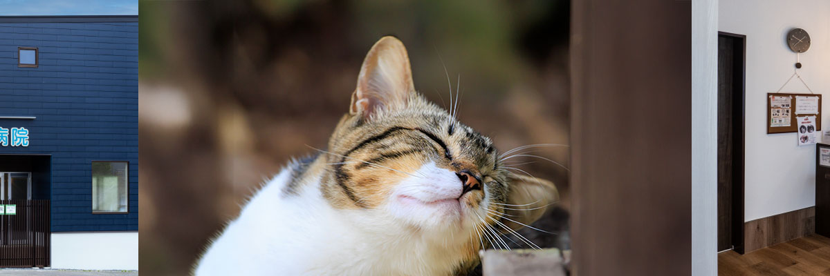 ナイル動物病院猫画像